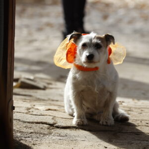 Halloween-kupa-Ocsa-11.02